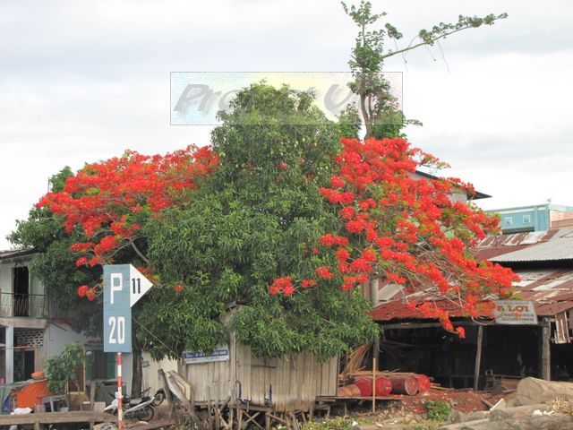2010bvietnam30.JPG