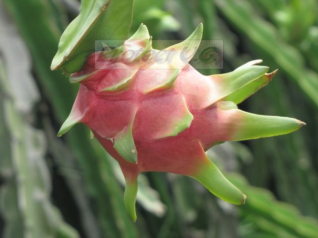 2010vietnam58.JPG - Fruit du Dragon