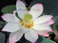 2010vietnam51